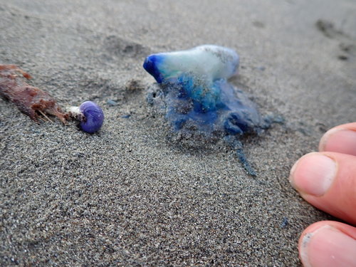 photo of Portuguese Man O' War (Physalia physalis)