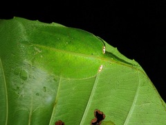 Chondroderella borneensis