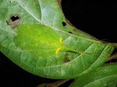 Chondroderella borneensis