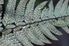 Arachniodes aristata