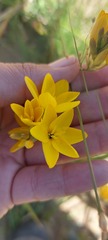 Ixia odorata