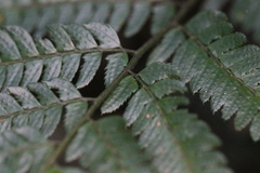 Arachniodes aristata