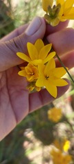 Ixia odorata