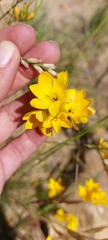 Ixia odorata