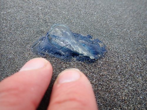 photo of By-the-wind Sailor (Velella velella)