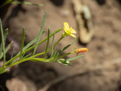 Camissonia strigulosa