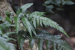 Arachniodes aristata