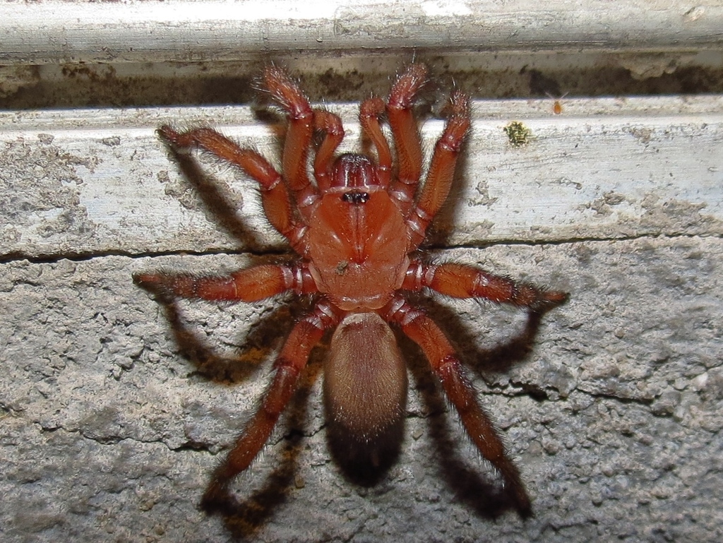 Comstock's Wafer Trapdoor Spider