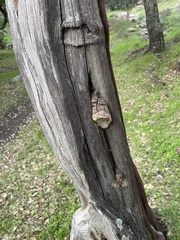 Phellinus arctostaphyli