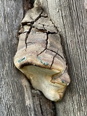 Phellinus arctostaphyli