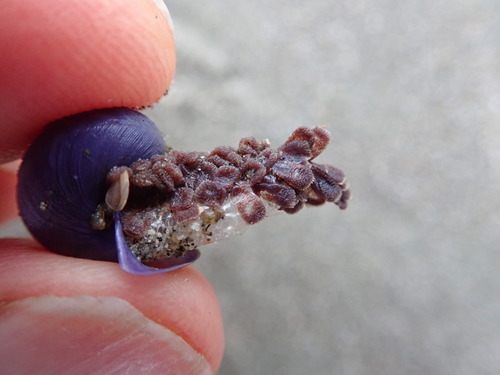 photo of Dwarf Violet Snail (Janthina exigua)