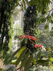 Amherstia nobilis