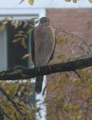 Accipiter cooperii