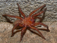 Myrmekiaphila comstocki