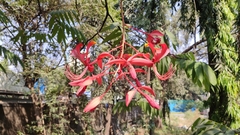 Amherstia nobilis