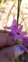 Ixia polystachya