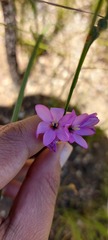 Ixia polystachya