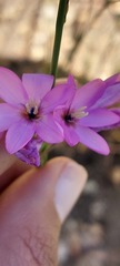 Ixia polystachya