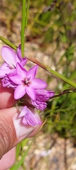 Ixia polystachya