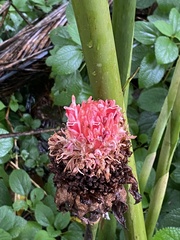 Etlingera