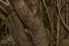 Myoporum acuminatum