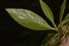 Myoporum acuminatum