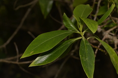 Myoporum acuminatum