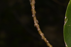 Myoporum acuminatum