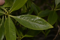 Myoporum acuminatum