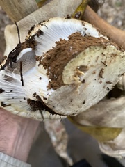 Cortinarius ponderosus