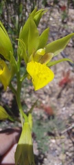 Orthochilus litoralis