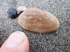 Barbatia novaezealandiae