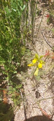 Orthochilus litoralis
