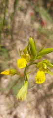 Orthochilus litoralis