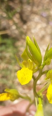 Orthochilus litoralis
