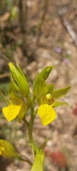 Orthochilus litoralis