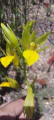 Orthochilus litoralis