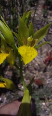 Orthochilus litoralis