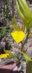 Orthochilus litoralis