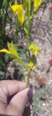 Orthochilus litoralis