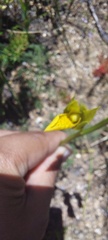 Orthochilus litoralis