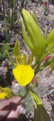 Orthochilus litoralis