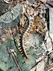 Scolopendra mutilans
