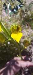Orthochilus litoralis