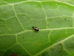 Phyllotreta armoraciae