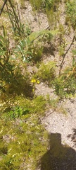 Orthochilus litoralis
