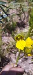 Orthochilus litoralis