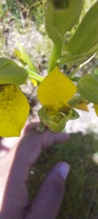 Orthochilus litoralis