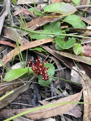 Grevillea laurifolia