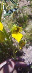 Orthochilus litoralis